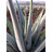 Aloe vera ecologico planta huerta lunera