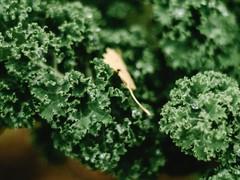 Col Kale Ecológica (manojo 200 gr) MUY POCA CANTIDAD