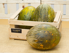 Melón Piel de Sapo Ecológico (Pieza 2 kg aprox) ¡NOVEDAD!