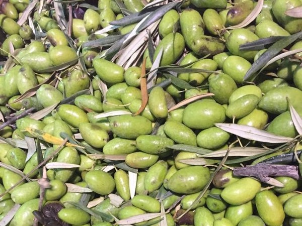 Aceituna de cornezuelo (Kg)