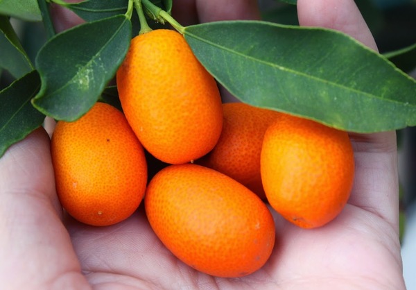 Kumquat Ecológico (250 gr) NOVEDAD