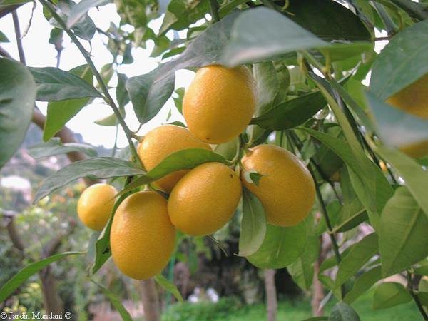 Limequat Ecológico (250 gr)