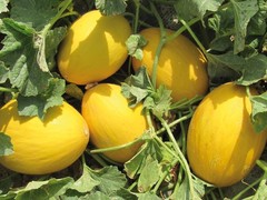 Melón Amarillo Ecológico (pieza 1,5 kg)