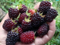 Moras Ecológicas (Barqueta 125 gr) ¡NOVEDAD!