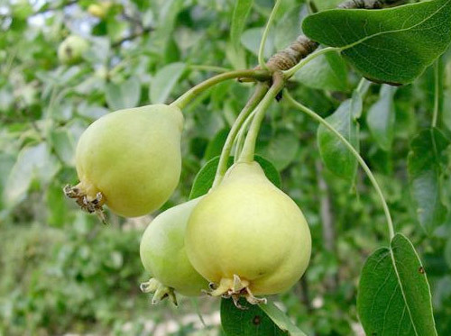 Pera tipo "Sanjuanera" Ecológica (500 gr)