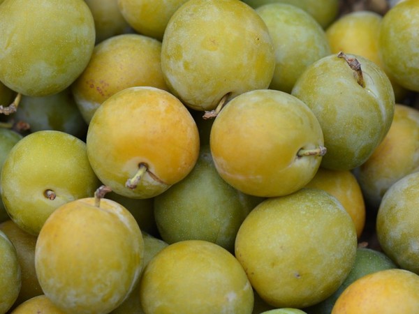 Ciruela Claudia Ecológica (500 gr) 