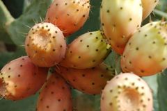 Higo Chumbo Ecológico (granel, 500 gr)