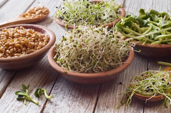 Germinados de brócoli ecológico Kimuak (60 gr)