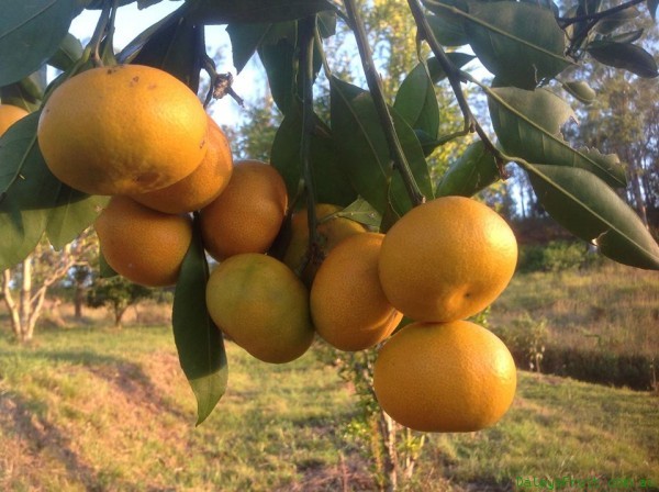 Mandarina Castellana Ecológica (Kg)