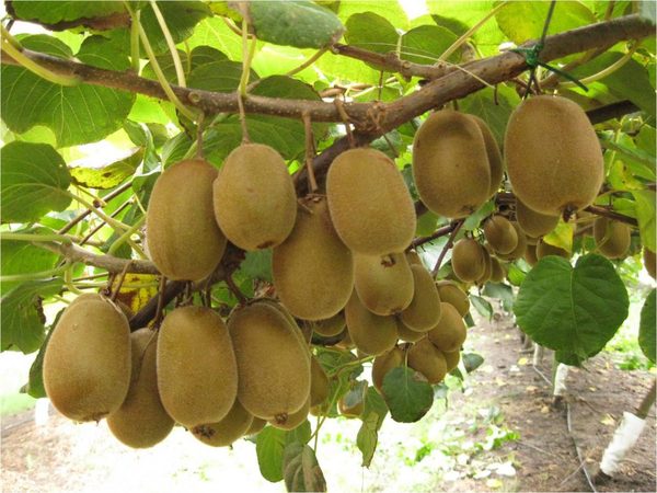 Kiwi Ecológico (500 gr) NOVEDAD