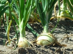 Cebolla Blanca Ecológica (500 gr)