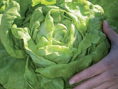 Lechuga Trocadero Ecológica (pieza)