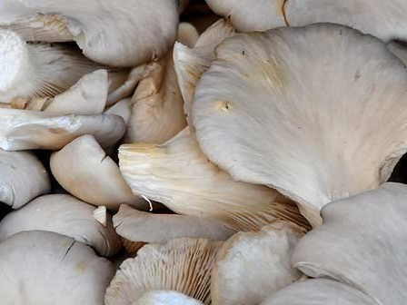 Seta Ostra Ecológica (500 gr)