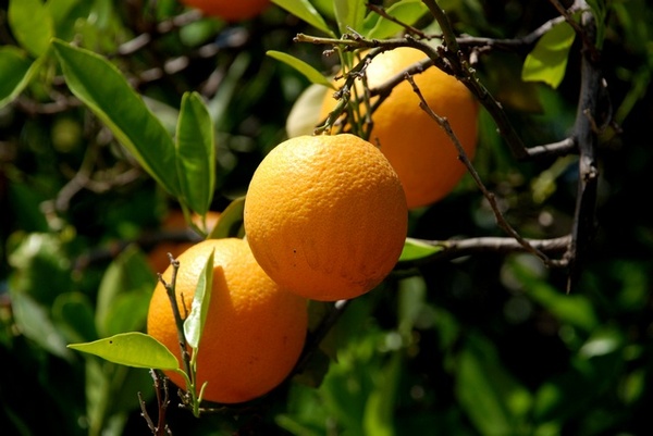 Naranja Dulce Ecológica (Kg)