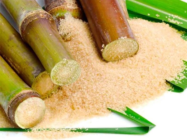 Azúcar de caña ecológico Rincon de Segura (kg, granel)