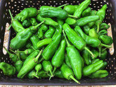 Pimiento tipo Padrón Ecológico (250 gr) ¡NOVEDAD!