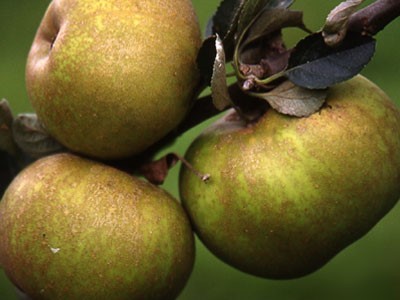 Manzana Reineta Ecológica (500 gr) 