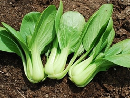 Pak Choi Ecológico (pieza)