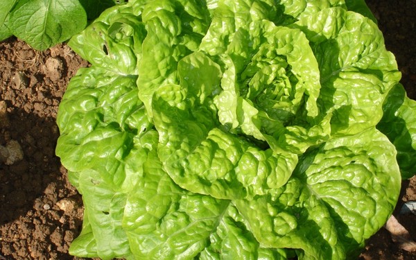 Lechuga Malagueña Ecológica (pieza)