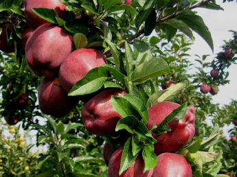 Manzana Roja Ecológica (500 gr)
