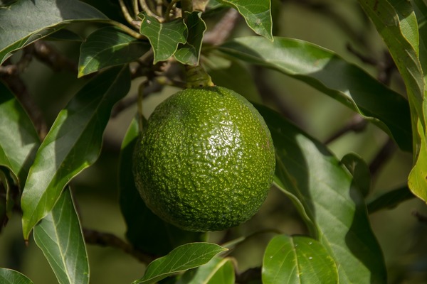 Aguacate Reed Ecológico (500 gr)