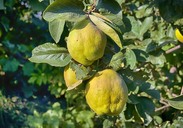 Membrillo Gamboa Ecológica (kg) OFERTA