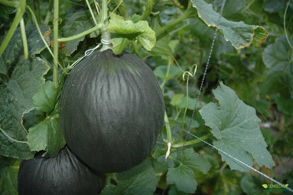 Melón de invierno Ecológico (pieza 1,5 kg)