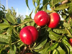 Nectarinas Ecológicas (500 gr) ¡PRIMERAS!