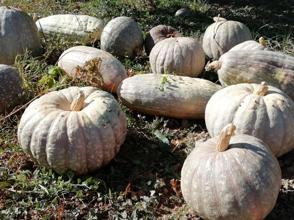 Calabaza Asar Ecológica (Kg)
