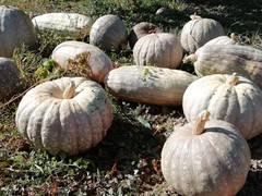 Calabaza Totanera Ecológica (pieza 3 kg aprox)