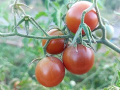 Tomate cherri Negro Ecológico (250 gr) ¡NOVEDAD!