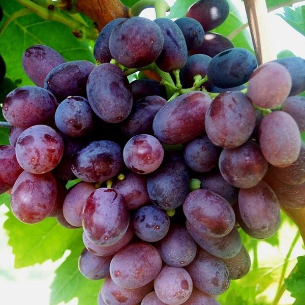 Uva Sin pepitas Ecológica (500 gr)