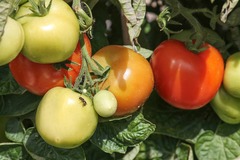 Tomate Bola Ecológico (500 gr) ¡OFERTA!