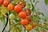Tomatoes g4265f379a 1280