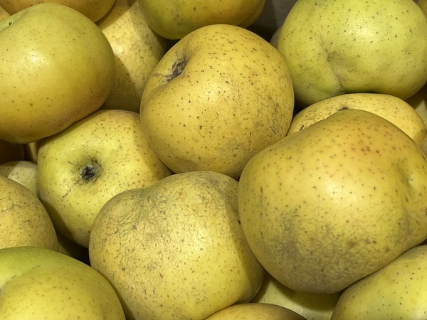Manzana Reineta Ecológica (500 gr) ¡NOVEDAD!