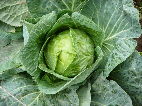 Col Blanca Repollo Ecológica (pieza grande) 