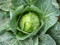 Col Blanca Repollo Ecológica (pieza grande) 