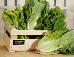Lechuga Romana Ecológica (Pieza) ¡NOVEDAD!